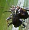 Donacia versicolorea